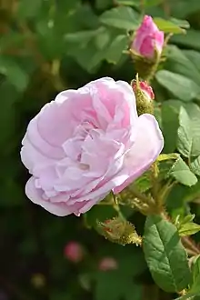 Rose 'Général Kléber'.