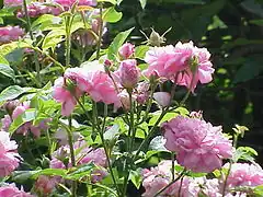 Rose de Damas utilisée pour fabriquer l'essence de rose