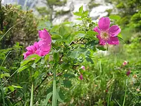 Églantier des Alpes.