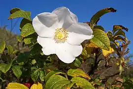 Rosa rugosa simple blanche
