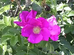 Rosa rugosa simple rose, semblable au type sauvage