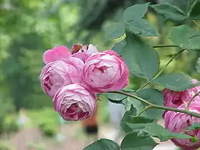 Image illustrative de l’article Reine Victoria (rose)