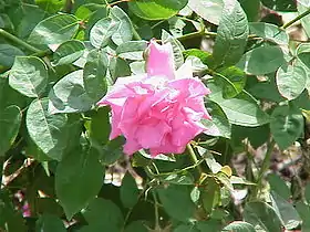 ‘Zéphirine Drouhin’.