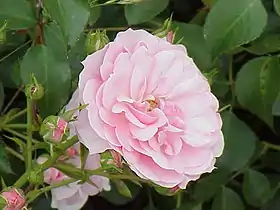 Rose 'bonica 82'