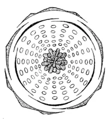 Diagramme floral de Rosa tomentosa