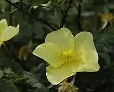 Fleur jaune simple de R. xanthina f. spontanea