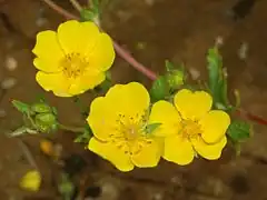 Description de l'image Rosaceae - Potentilla delphinensis.JPG.