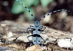 Photographie en couleurs d'un insecte aux longues antennes, de couleur gris-bleuté avec des taches noires.