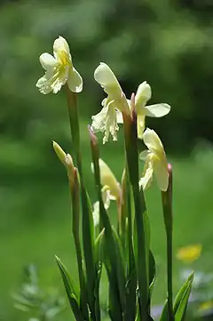 Description de l'image Roscoea cautleoides.JPG.