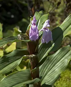 Description de l'image Roscoea purpurea B.jpg.