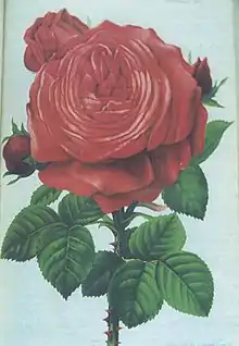  Gravure coloriée de la rose Camille Bernardin (1865), du rosiériste Victor Étienne Gautreau, qui parut dans le Journal des roses en 1880.