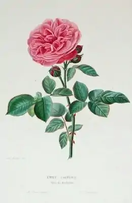 Rose 'Émile Courtier'