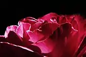 photo : pétales d'une rose dans une lumière rasante sur un fond noir.