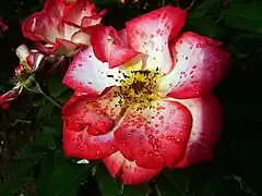 Un hommage coloré et odorant : la rose ‘Betty Boop’