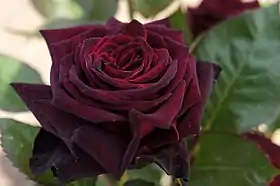 Image illustrative de l’article Black Baccara (rose)