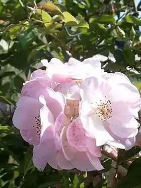 Photographie en couleurs d'un rose simple aux pétales rosés.