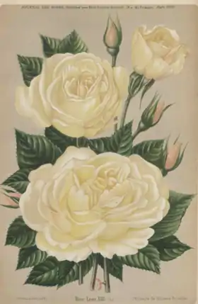 Image illustrative de l’article Léon XIII (rose)