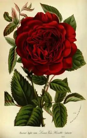 Image illustrative de l’article Louis van Houtte (rose)