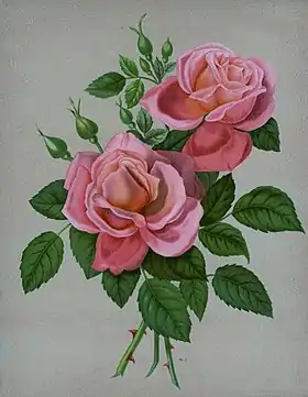 Image illustrative de l’article Maréchal Bugeaud (rose)