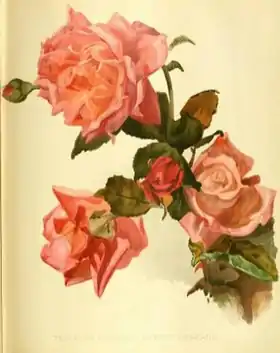 Image illustrative de l’article Marie d'Orléans (rose)
