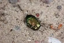 Un coléoptère vert aux reflets dorés sur du sable.