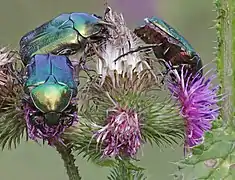 Cétoines dorées sur un carduus dans la parc national de Bükk. Aout 2019.