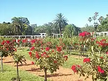 Image des rosiers au centre du parc.