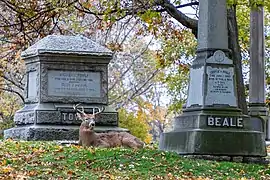 Cerf devant les tombes de Towle et Beale.