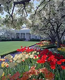 Rose Garden, la roseraie de la Maison-Blanche au printemps, avec en arrière-plan les portes-fenêtres du bureau ovale (à l'extrême gauche), du secrétariat et de la Cabinet Room (à gauche, en partie cachée par les cerisiers en fleurs)