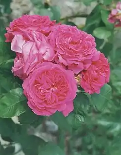 Roses Camille Bernardin, 1865, du rosiériste Victor Etienne Gautreau