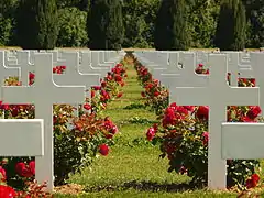 Croix des tombes de soldats avec un rosier à leur pied.