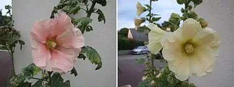 Même plant entre les mois de septembre et de juillet.