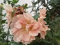 Saumon chiffonnée. Un pied de roses trémières peut donner des fleurs de couleurs différentes selon la saison.