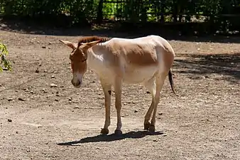 Equus hemionus onager