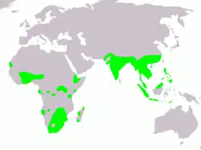Description de l'image Rostratula benghalensis map.png.