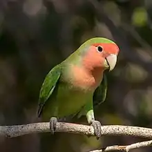 Oiseau au plumage vert et au poitrail et à la figure rose ou rouge ressemblant à un perroquet.