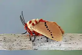 Imago de Trosia nigropunctigera.