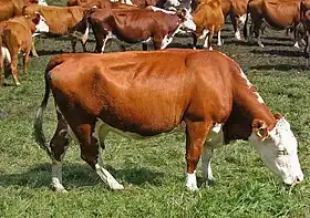 Photo couleur d'une vache pie rouge à ventre, pattes et tête blancs. Elle a une mamelle développée.