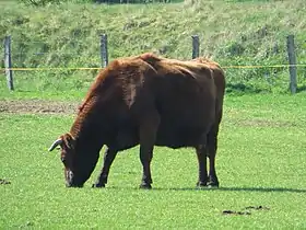 Vache rouge d'Angeln.