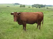 vache uniformément rouge acajou à mufle clair, cornes courte tournées vers l'avant.