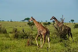Girafes de Rothschild dans le parc. Juin 2022.
