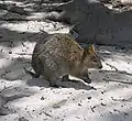 Quokka de Rottnest.