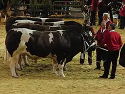 Taureaux acajou foncé et blancs alignés avec leur propriétaire dans un salon agricole.