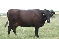Photo de vache rouge acajou sombre. Son pis gonflé indique une race laitière.