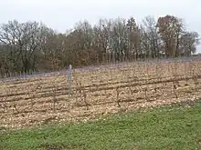 Deuxième terrasse du Tarn. Le Tarn est à droite, révélant ponctuellement une contre-pente.