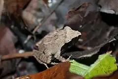 Description de l'image Rough-backed Forest Frog (Platymantis corrugatus)9.jpg.