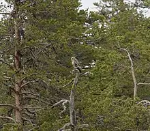 Un rapace sur la cime d'un arbre.