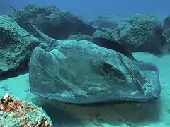 Description de l'image Roughtail stingray tenerife.jpg.