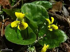 Description de l'image Round-leaf Yellow Violet (4506716756).jpg.
