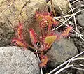 Rossolis à feuilles rondes (Drosera rotundifolia) sur les Tablelands.